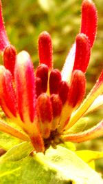 Macro shot of red flower