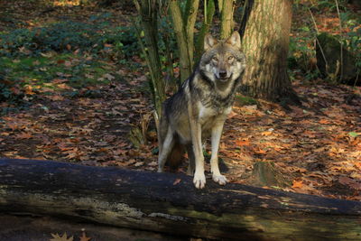 View of a tree trunk in forest