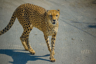 Close-up of cheetah