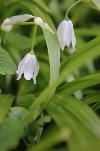 Close-up of purple flowers