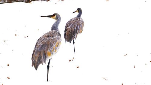 Flock of birds in water