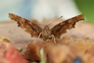 Close-up of butterfly on leaf