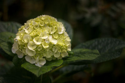 Close-up of fresh white rose on plant