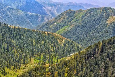 Scenic view of pine trees against mountains