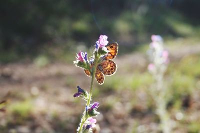 Close-up of butterfly pollinating on purple flower