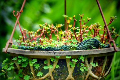 Close-up of potted plant on field