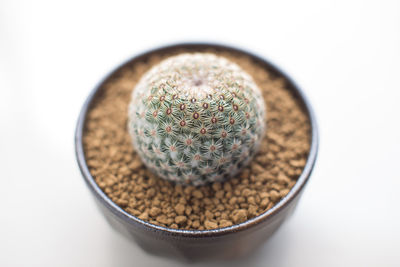 High angle view of potted plant against white background