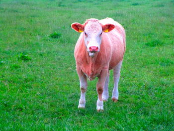 Portrait of horse on field