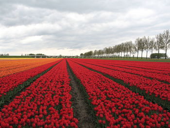 Red flowers growing in field against sky