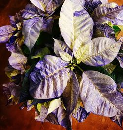 Full frame shot of purple flowers