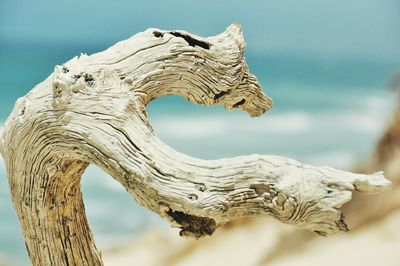 Driftwood on beach