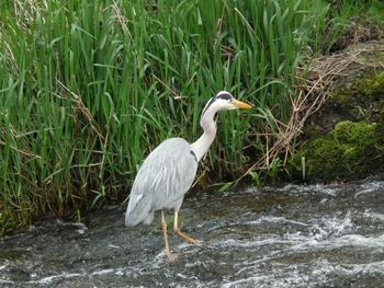 High angle view of gray heron perching on grass by lake