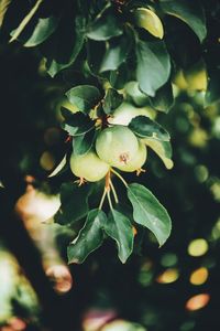 Close-up of fruit growing on tree