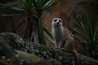 View of a meerkat on rock 