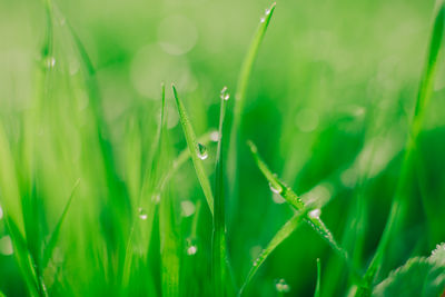 Close-up of wet grass