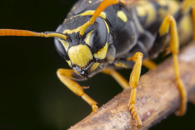 Close-up of bee on leaf