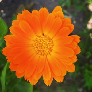 Close-up of orange flower blooming outdoors