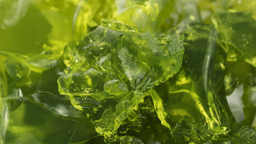 Close-up of fresh green leaves in water