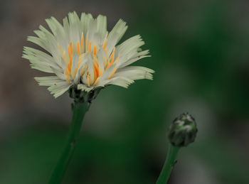 Close-up of daisy flower