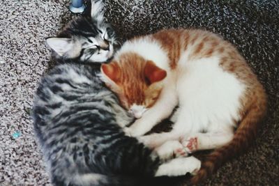 Close-up of cat sleeping