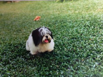 Grass grazing on grassy field