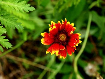 Close-up of flower blooming outdoors