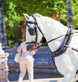 Side view of horse with bridle