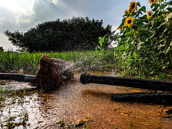 Plants growing on field against sky