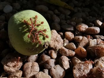 High angle view of fruits growing on rock