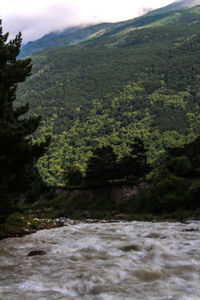 Scenic view of river flowing through forest