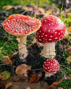 Close-up of fly agaric mushroom on field