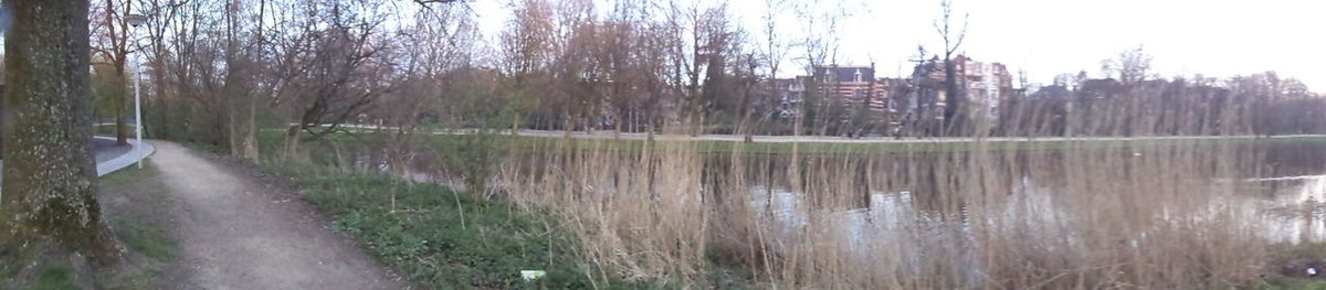 Panoramic view of lake in forest