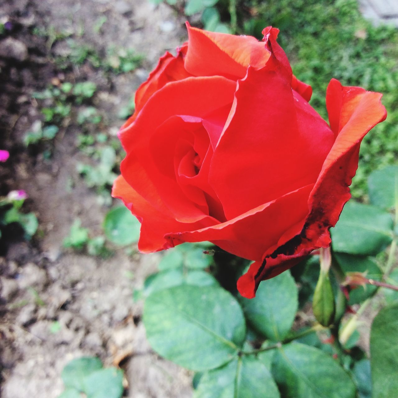 flower, red, petal, flower head, freshness, fragility, growth, beauty in nature, close-up, focus on foreground, plant, blooming, rose - flower, nature, single flower, leaf, in bloom, day, rose, outdoors