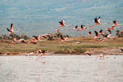 A flock of flamingos in flight at lake elementaita in soysambu conservancy in naivasha, kenya