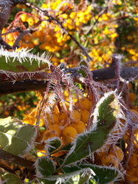 Close-up of butterfly on tree in forest during autumn