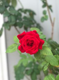 Close-up of red flower blooming outdoors