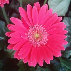 Close-up of pink flower blooming outdoors