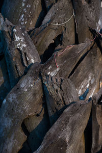 Full frame shot of logs in forest