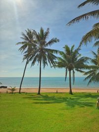 Palm trees on beach against sky