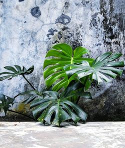 Close-up of fresh green plant