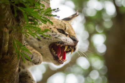 Close-up of angry wildcat
