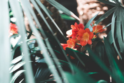 Close-up of orange flowering plants