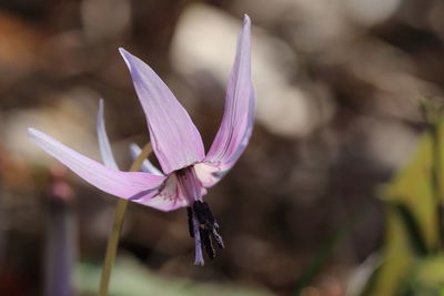 Close-up of pink flowers