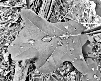 Close-up of wet leaves