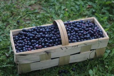 Blueberries in basket