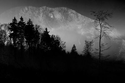 Low angle view of silhouette trees in forest against sky