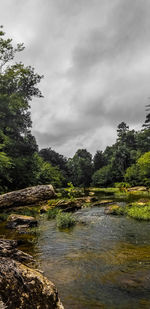 Scenic view of river amidst trees against sky