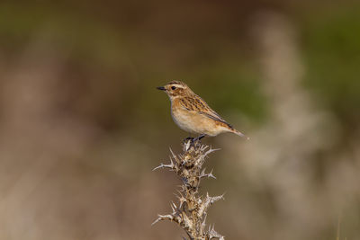 Close-up of bird perching on twig