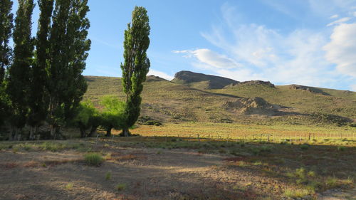 Trees on field against sky