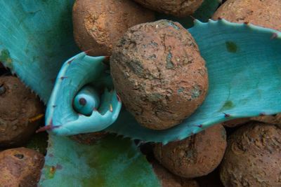 Close-up of frog on rock